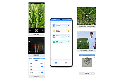 通辽市小麦亩穗数分析仪IN-XM02